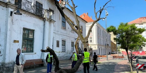 Copacul sădit de Regele Ferdinand a fost tăiat