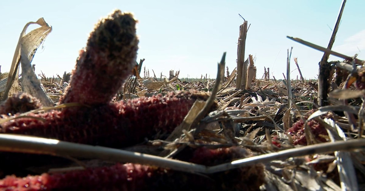 Cocenii de porumb, vânduți în magazinele din Occident. Cât ajung să coste tratați chimic și ambalați VIDEO  | adevarul.ro