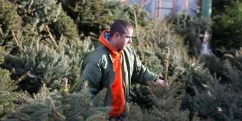 Angajaţii ocoalelor silvice din judeţ pregătesc brazii pentru pieţele din Cluj.
