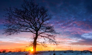 zapada stejar copac soare apus peisaj iarna foto shutterstock