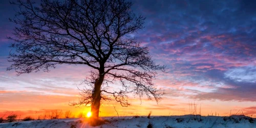 zapada stejar copac soare apus peisaj iarna foto shutterstock