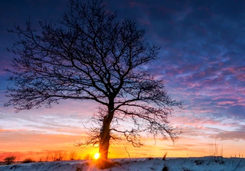 zapada stejar copac soare apus peisaj iarna foto shutterstock