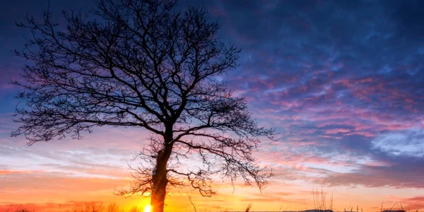 zapada stejar copac soare apus peisaj iarna foto shutterstock