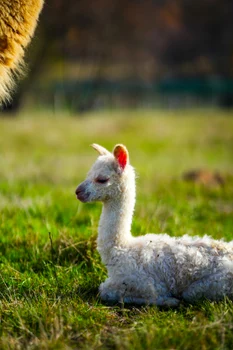 Pui de Alpaca adus pe lume la poalele Retezatului Foto Dino World Transylvania (7) jpg