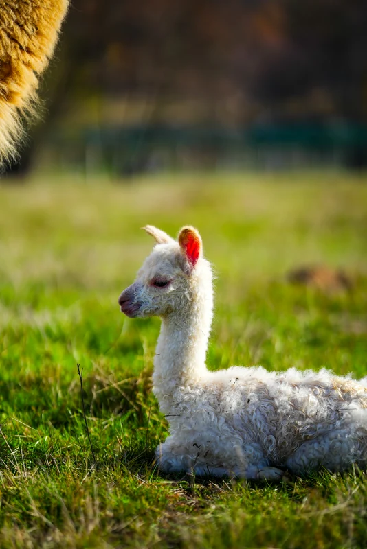 Pui de Alpaca adus pe lume la poalele Retezatului Foto Dino World Transylvania (7) jpg