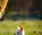 Pui de Alpaca adus pe lume la poalele Retezatului  Foto Dino World Transylvania (7) jpg