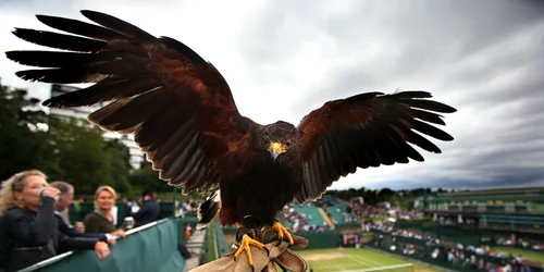 Vulturul Rufus mascota turneului de tenis Grand Slam de la Wimbledon îşi arată aripile în ziua a şaptea a competiţiei FOTO Hepta / Charlotte Wilson