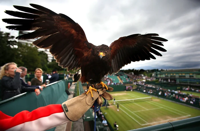 Vulturul Rufus, mascota turneului de la Wimbledon