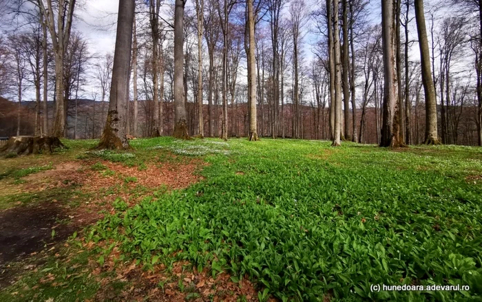 Leurdă la Sarmizegetusa Regia. Foto: Daniel Guță. ADEVĂRUL