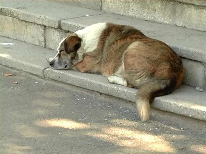 Fetita muscata de caine in curtea Spitalului Tg. Bujor Galati