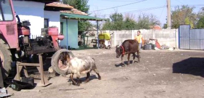 Primele rezultate cu principalii indicatori vor fi difuzate în luna iunie 2011 Foto: Arhiva 