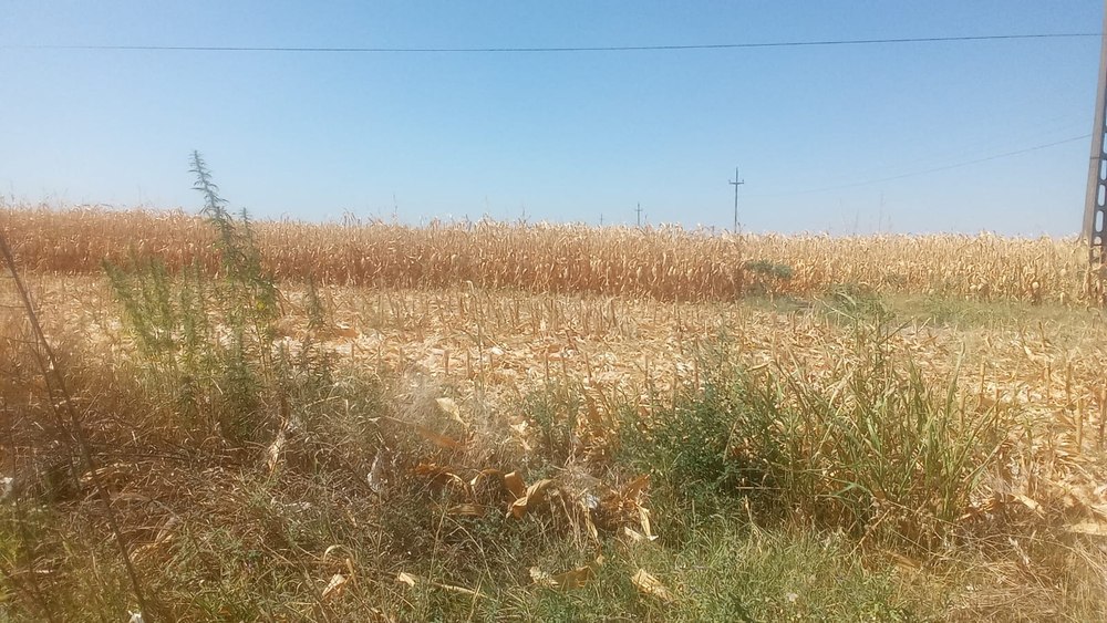 Porumbul revine în forță în sud după doi ani dezastruoși. Producțiile puteau ajunge la niveluri record