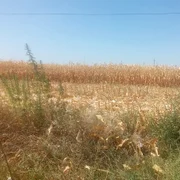 in dolj a inceput recoltarea porumbului   sursa foto sorin agapie (1) jpeg