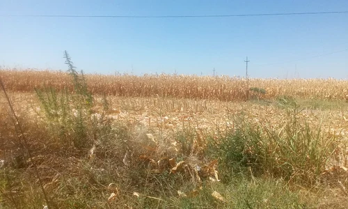 in dolj a inceput recoltarea porumbului   sursa foto sorin agapie (1) jpeg
