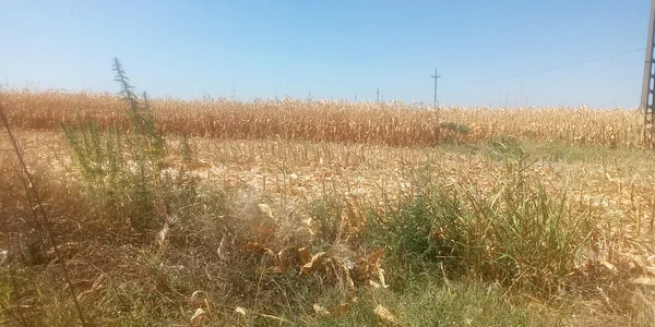 in dolj a inceput recoltarea porumbului sursa foto sorin agapie (1) jpeg