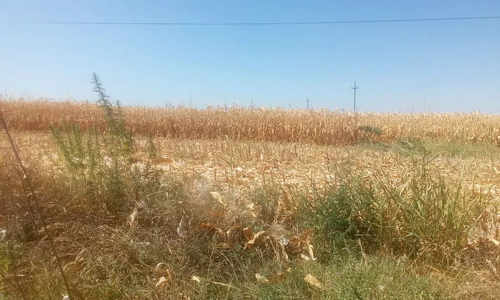 in dolj a inceput recoltarea porumbului sursa foto sorin agapie (1) jpeg