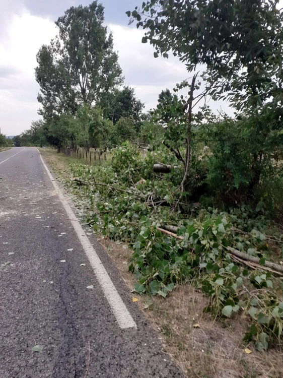 Copaci rupţi de vijelii în Vâlcea aflată sub atenţionare de Cod Roşu de vreme rea Foto Adevărul