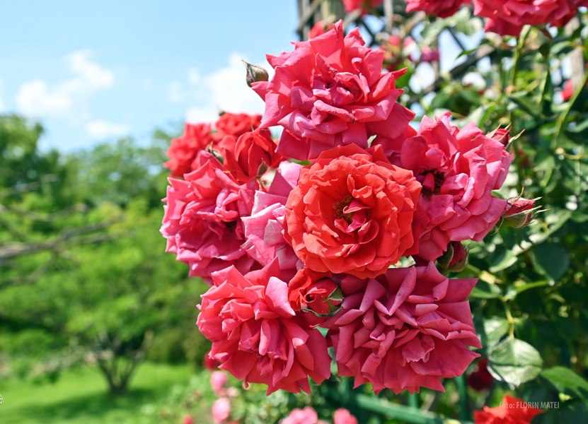 Explozie de miresme la cel mai mare rosarium din România: au înflorit Queen Elizabeth și Diana Princess of Wales FOTO