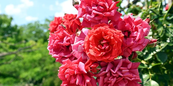 rosarium jpg