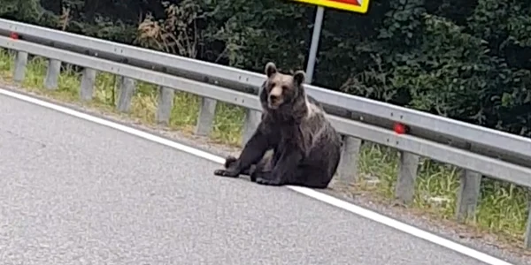 urs din muntii vrancei