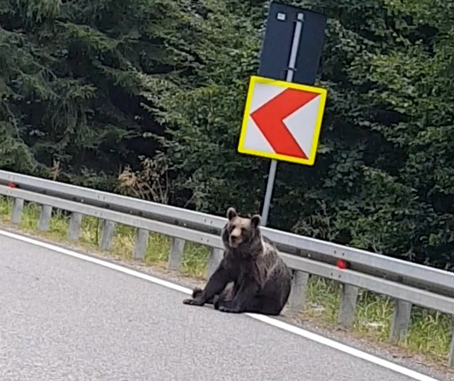 Urs pe margina drumului naţional 2D
