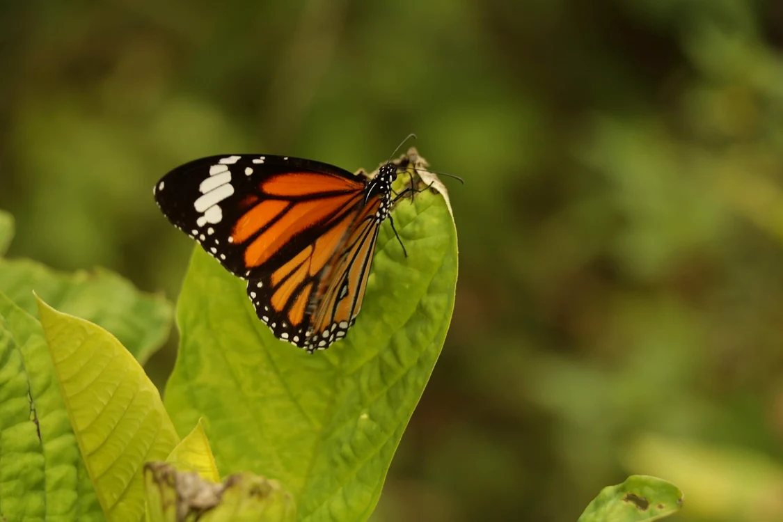 Fluturele monarh este miracolul înaripat / foto: Pixabay