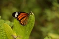 butterfly fly away 3909351 1280 jpg