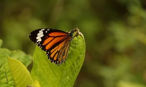 butterfly fly away 3909351 1280 jpg