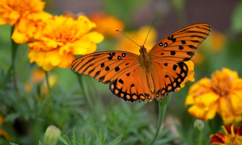 1 72279 original jpg jpeg