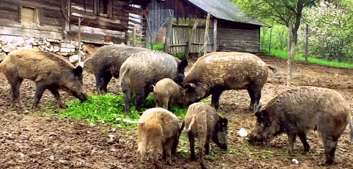 Un hunedorean creşte porci mistreţi.