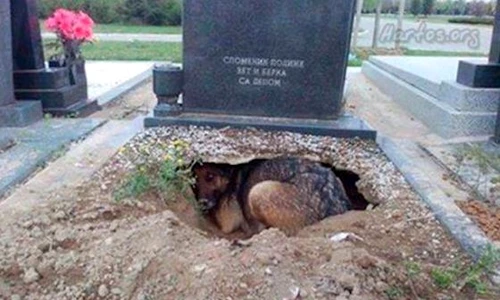 1 84159 original jpg jpeg