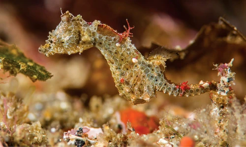 1 83005 original jpg jpeg