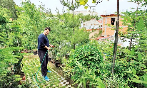 Tavi Colen munceşte zilnic câteva ore în grădină (Fotografii: Dan Bistriţeanu) jpeg