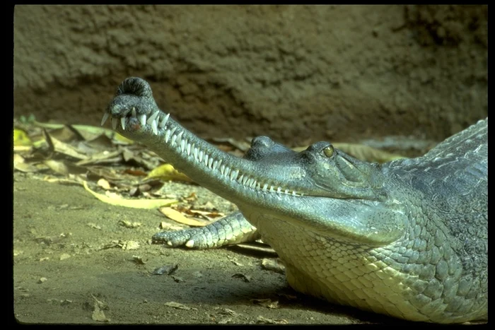 Fosilele sunt de crocodil din grupul gavialilor (foto cu gavialul indian). FOTO: reptile-database.cz