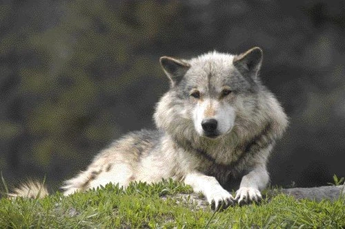 1 46654 original jpg jpeg