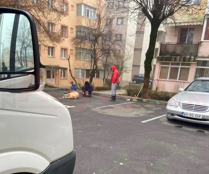 
    Cei doi bărbați au tăiat porcul în parcarea din fața blocului, printre mașiniFotografii: ziarulargesul.ro  