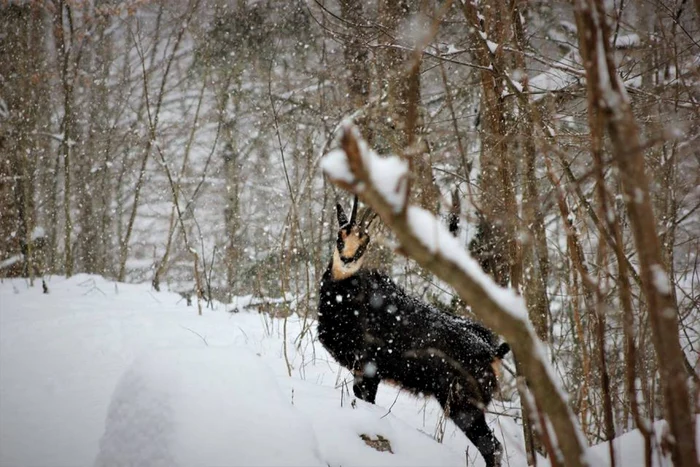 Capre negre în Parcul naţional Putna FOTO: Facebook RNP