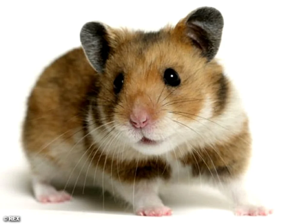 Hamsterii sunt printre cele mai mici animale de companie