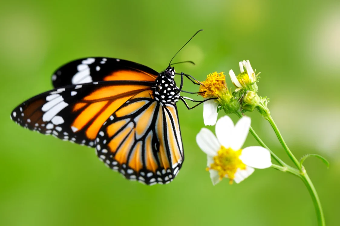 Foto: Shutterstock