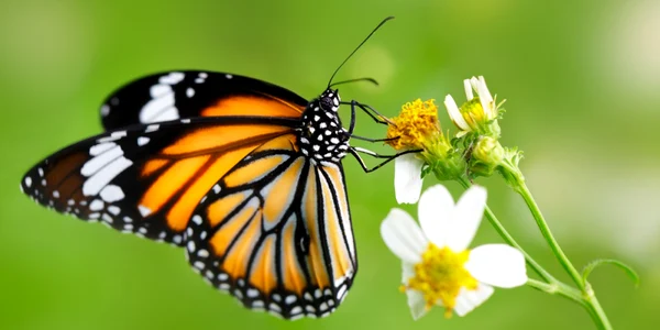 fluture-shutterstock_282572909