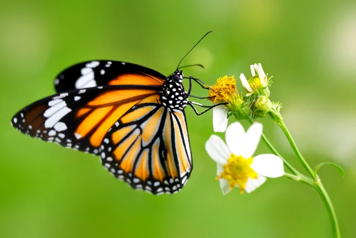 Foto: Shutterstock