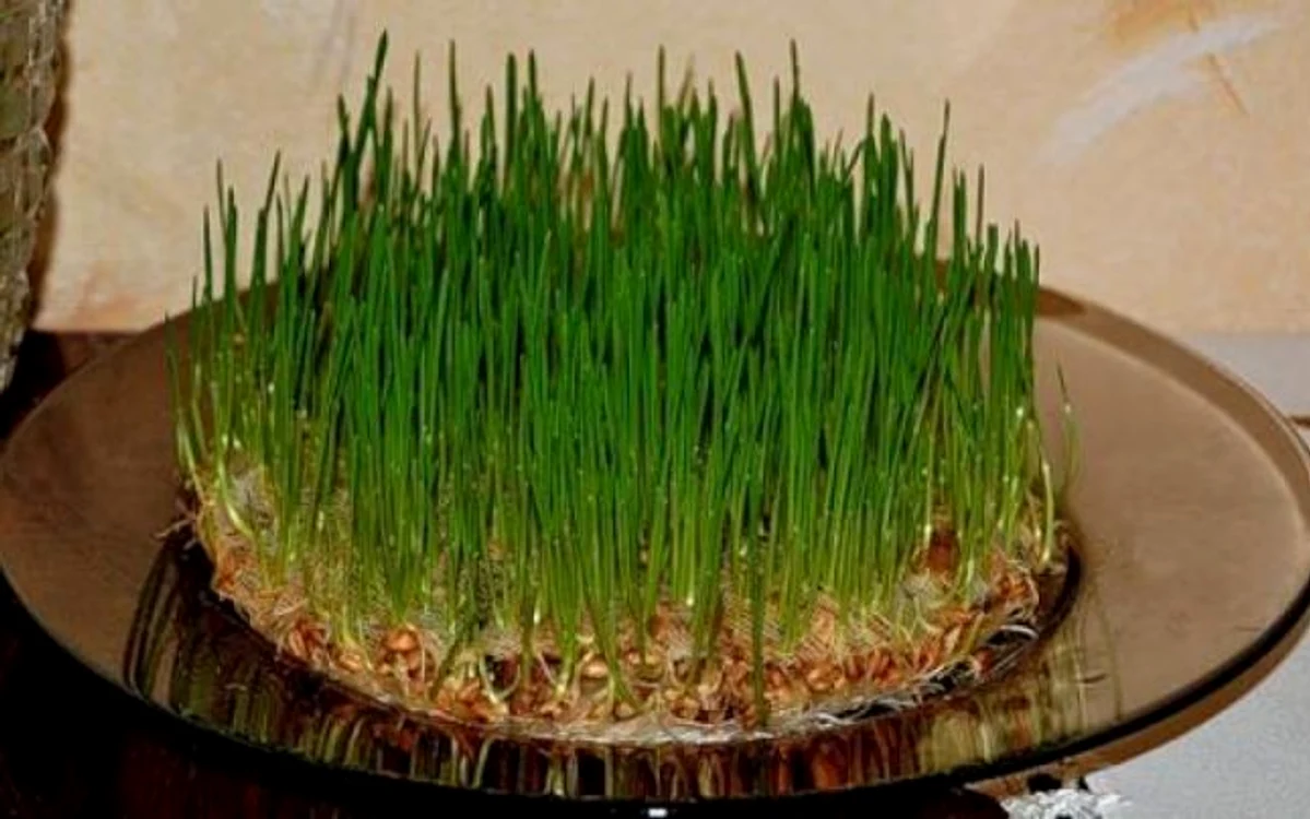 
    Dacă grâul va crește verde și  des, atunci persoana care l-a pus la încolțit  va avea un an îmbelșugatFoto: Adevarul  