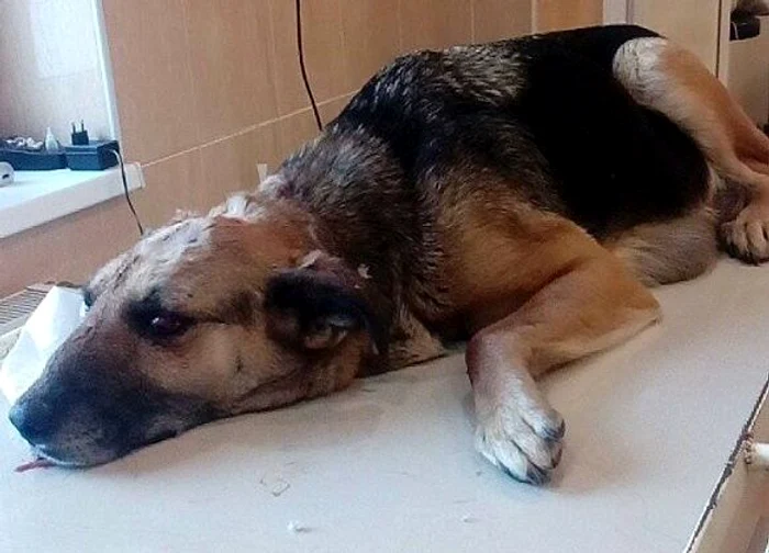 Câinele a fost dus la veterinar FOTO Adevărul