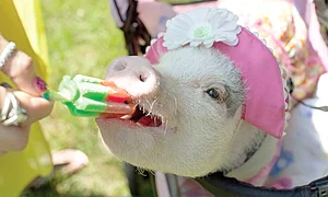 penelopi inghetata jpeg