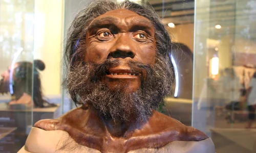 Reconstituire a unui Homo Heidelbergensis la Smithsonian Natural History Museum (© Flickr / Ryan Somma)