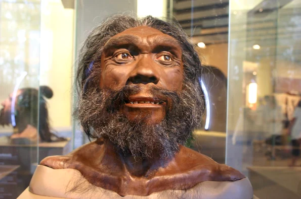 Reconstituire a unui Homo Heidelbergensis la Smithsonian Natural History Museum (© Flickr / Ryan Somma)