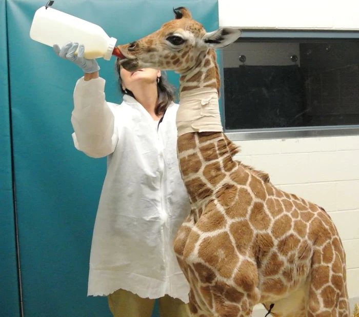
    Pui girafa (foto: splashnews)  