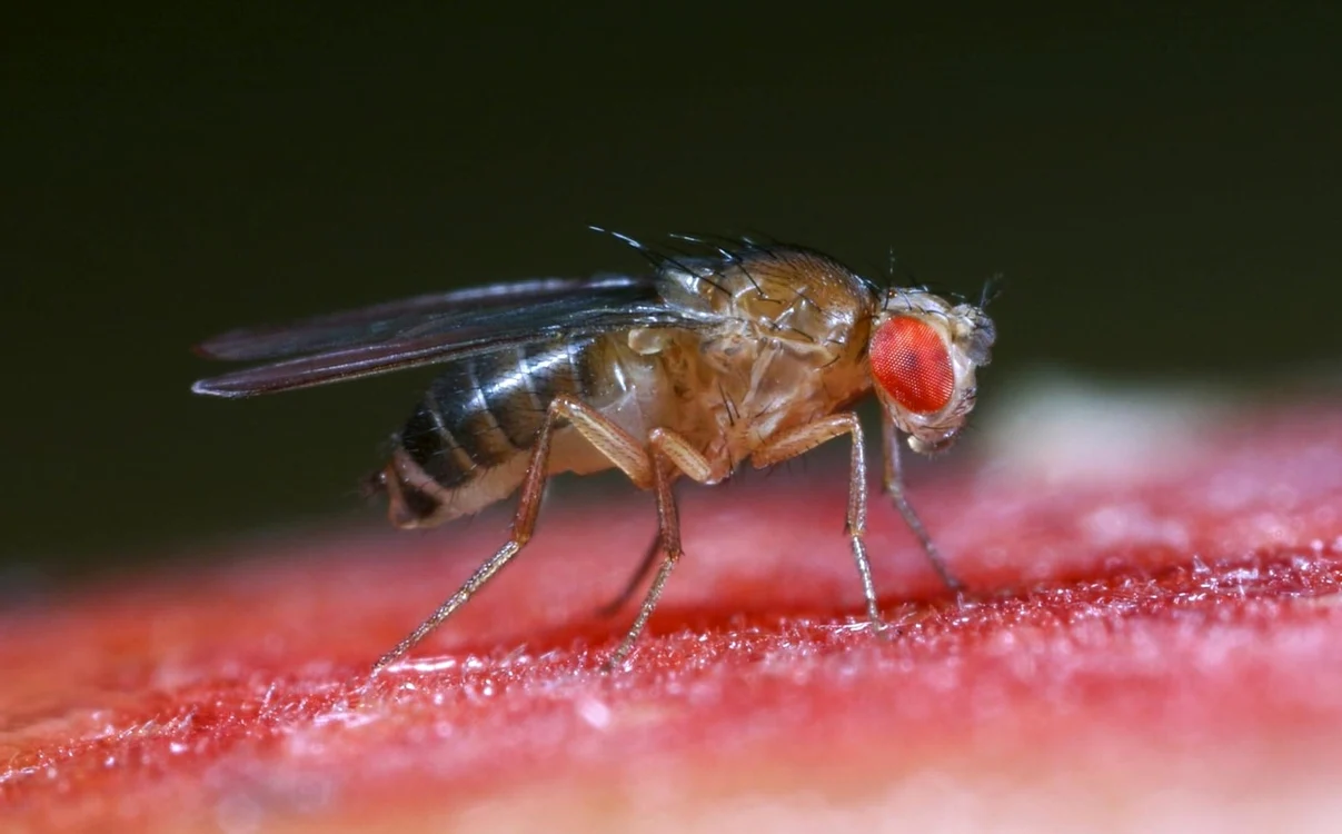 Musca de fructe Foto: BioChemTech 