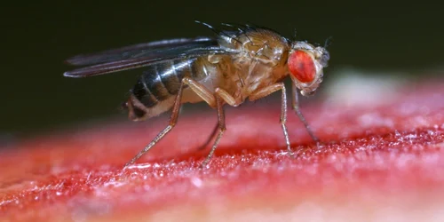 Musca de fructe Foto BioChem Tech IPM jpg