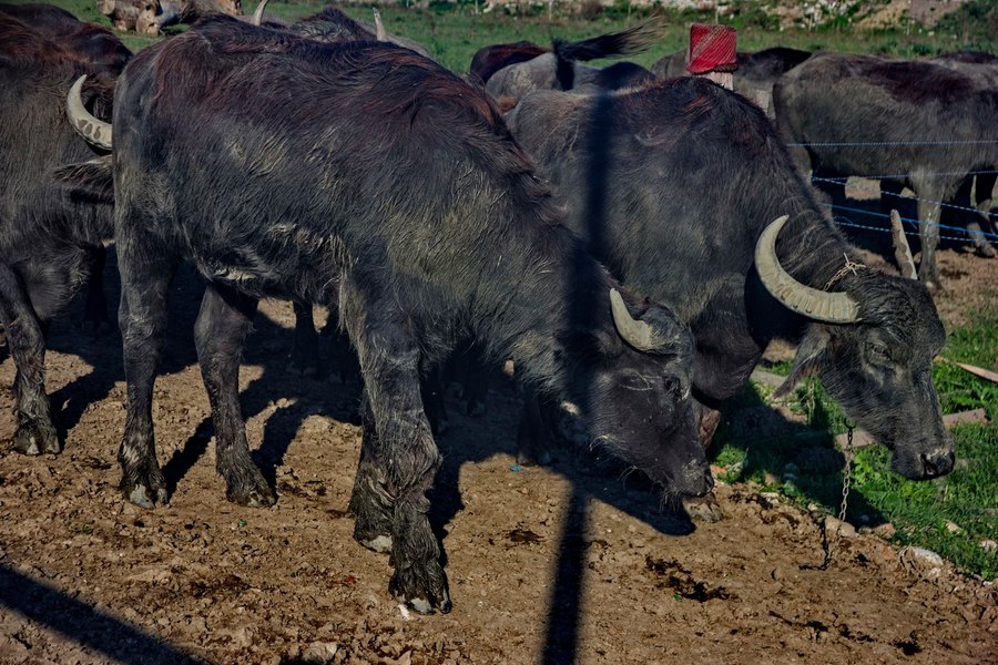 Sclav la 13 ani. Copil din Brașov, vândut de tată unui fermier din Covasna. Băiatul nu știe să scrie, să citească, să recunoască banii
